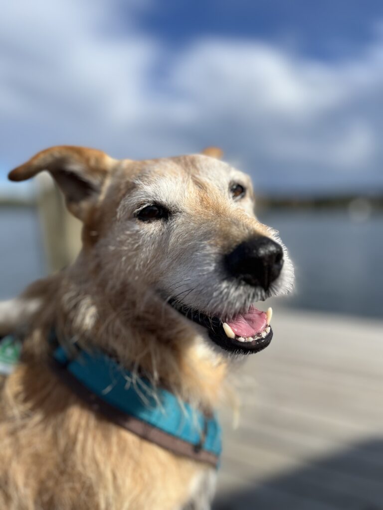 Besser ohne Zahnstein. Deswegen Trockenfutter?